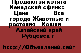 Продаются котята Канадский сфинкс › Цена ­ 15 000 - Все города Животные и растения » Кошки   . Алтайский край,Рубцовск г.